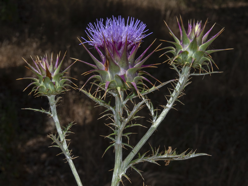 Cynara algabiensis.22