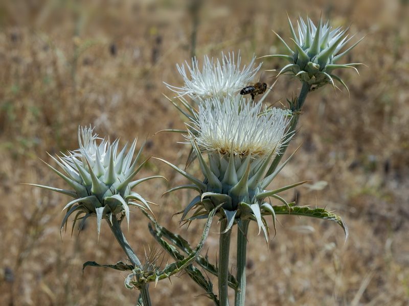 Cynara baetica.35