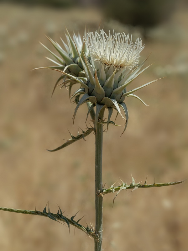 Cynara baetica.37