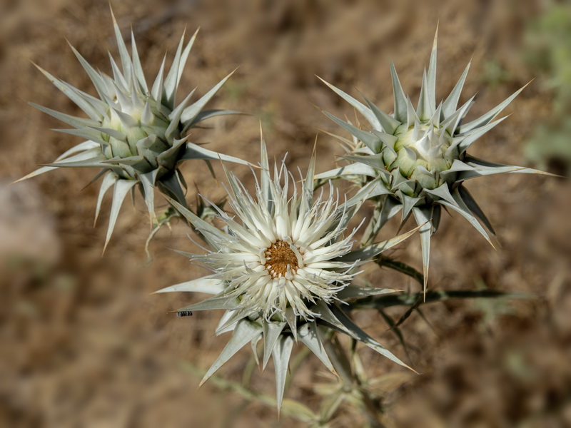 Cynara baetica.13