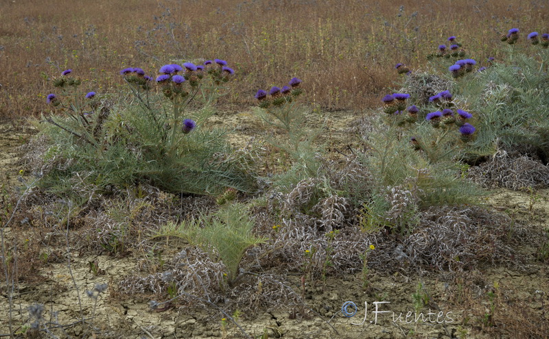 Cynara cardunculus flavescens.20