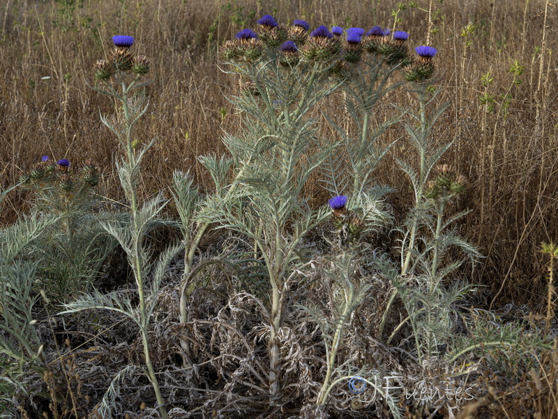 Cynara cardunculus flavescens.22