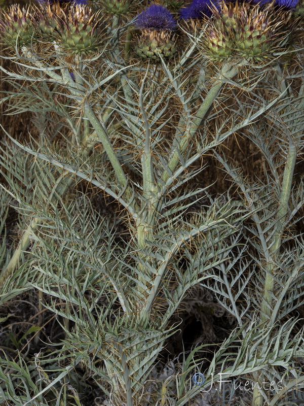 Cynara cardunculus flavescens.23