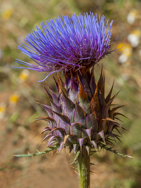 Cynara humilis.07