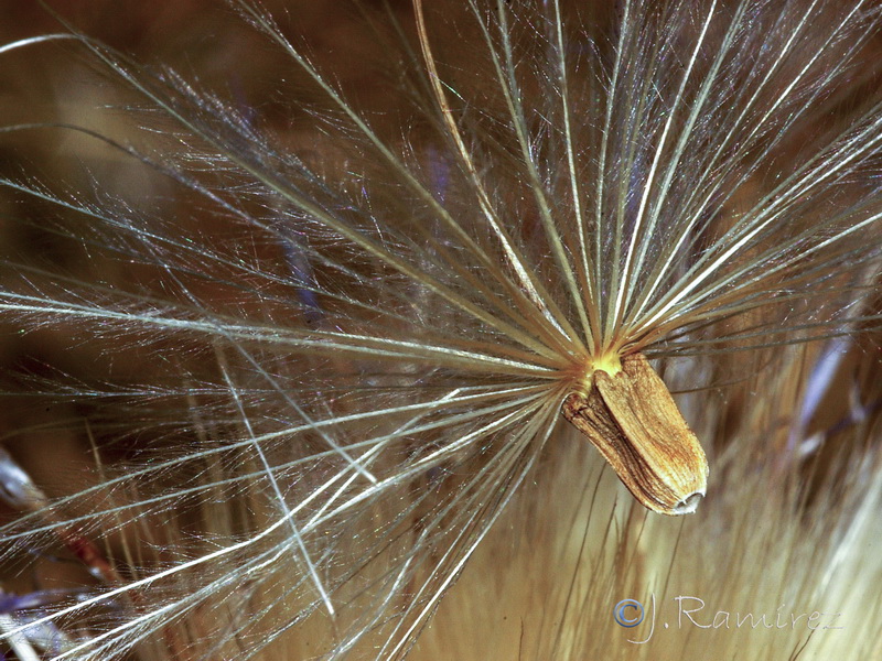 Cynara humilis.10