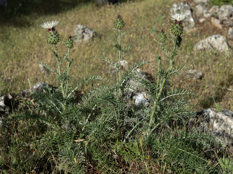 Cynara humilis.15