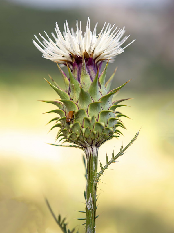 Cynara humilis.19