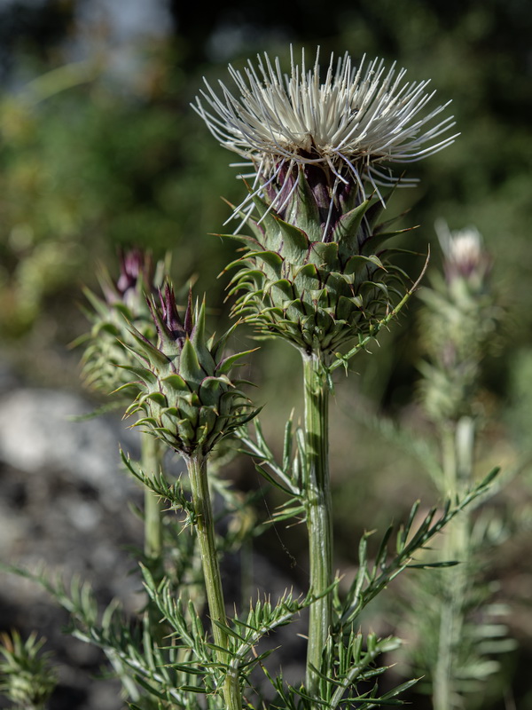 Cynara humilis.20