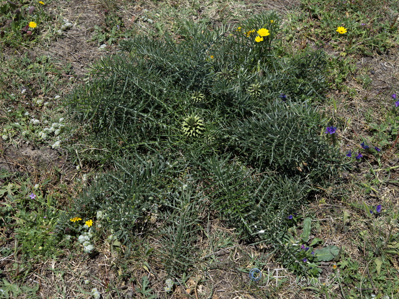 Cynara humilis.22