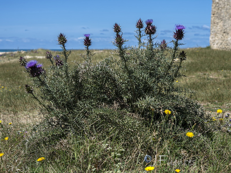 Cynara humilis.24