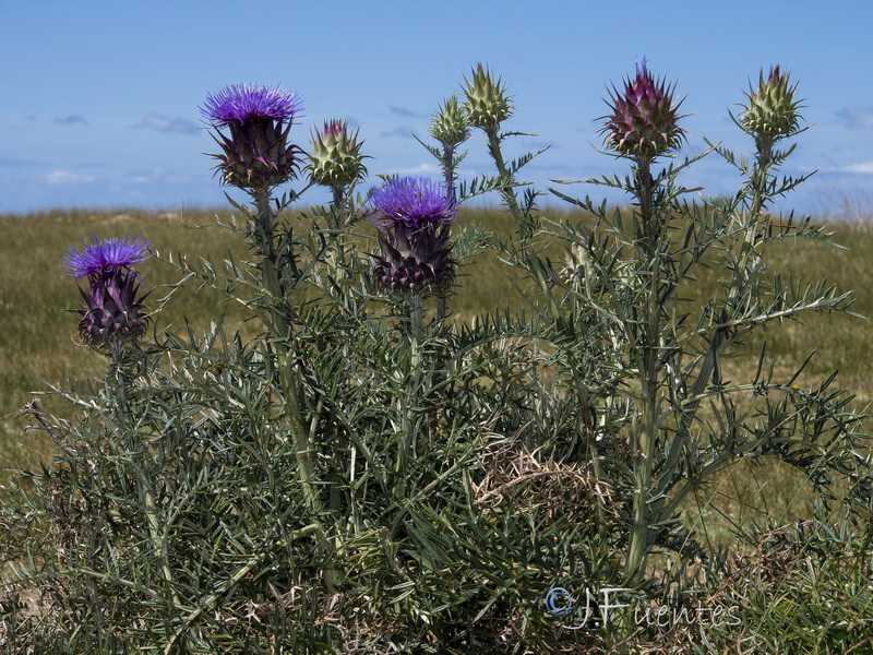 Cynara humilis.25