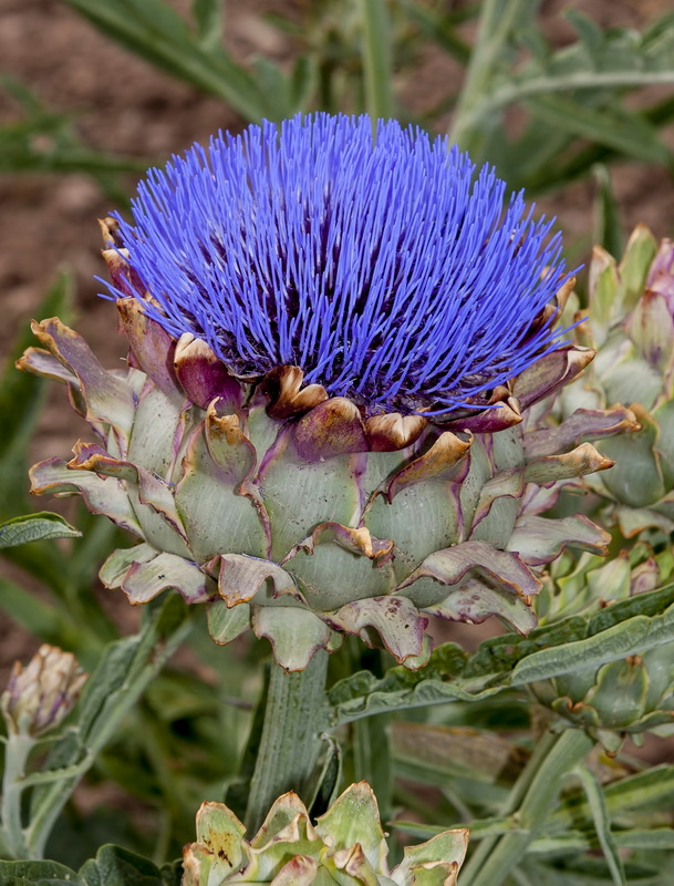 Cynara cardunculus subsp. cardunculus