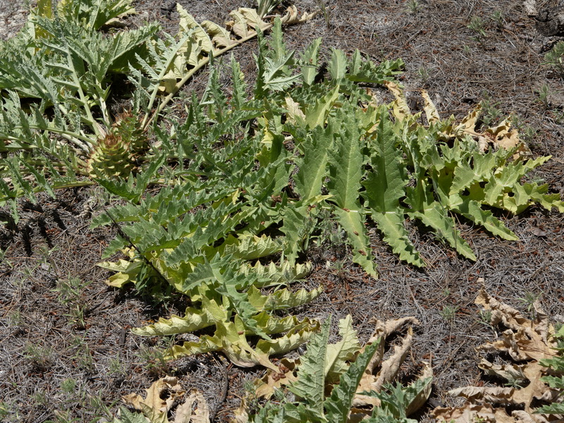 Cynara tournefortii.06