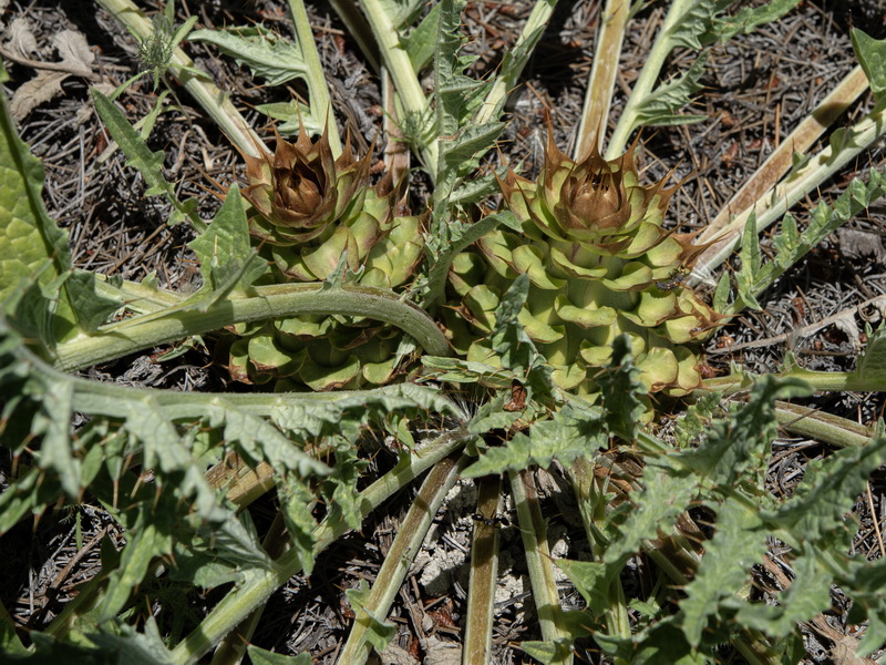 Cynara tournefortii.33