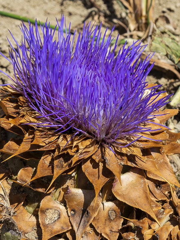 Cynara tournefortii.10