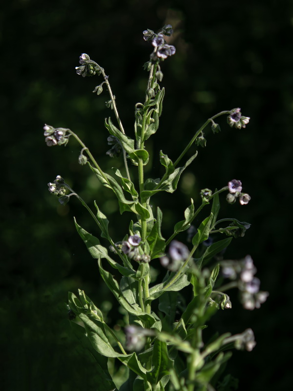 Cynoglossum creticum.33