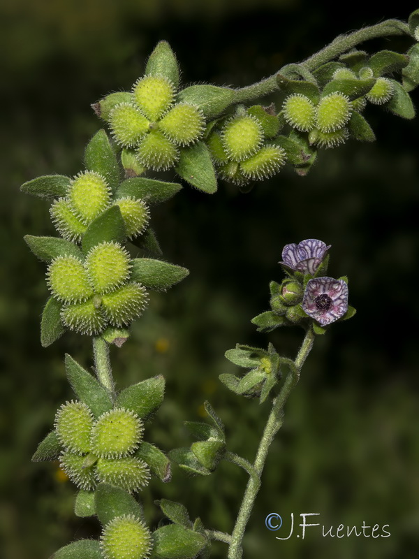 Cynoglossum creticum.35