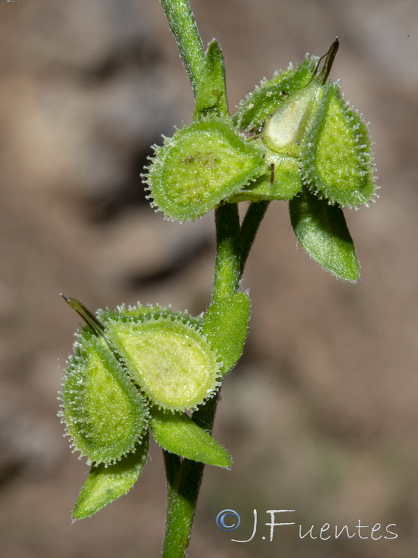 Cynoglossum melananthum.08