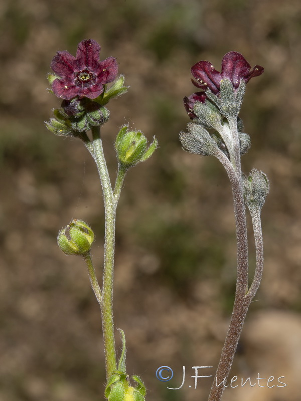 Cynoglossum melananthum.11