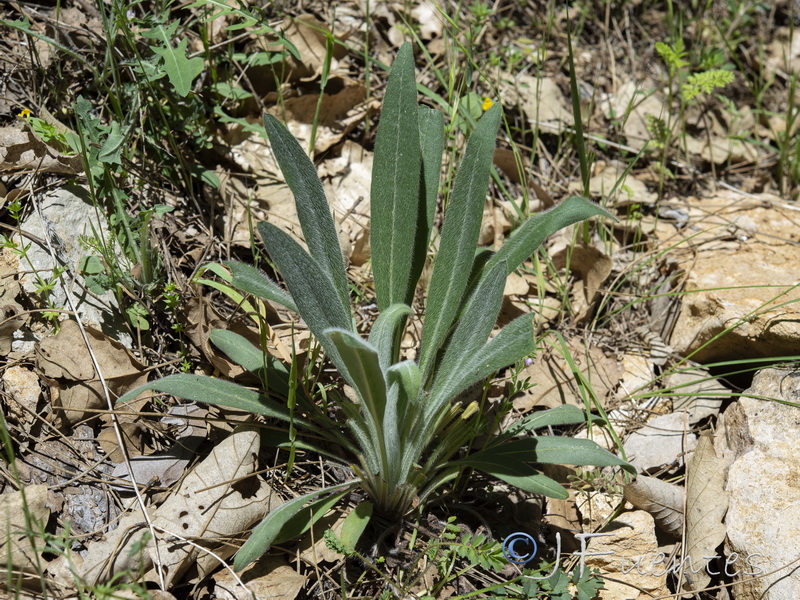 Cynoglossum melananthum.12