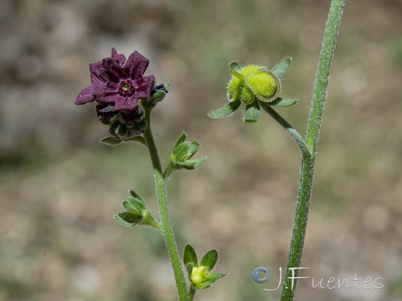 Cynoglossum melananthum.15