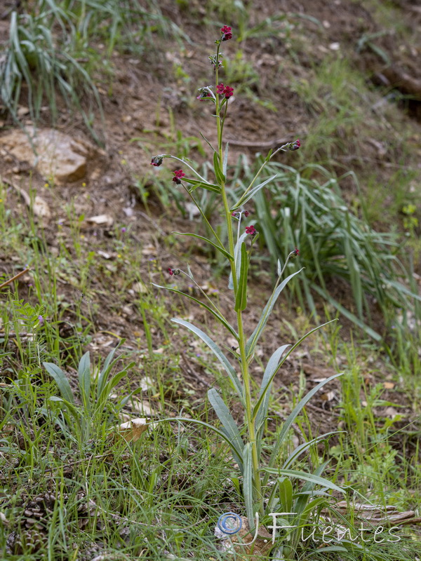 Cynoglossum melananthum.17