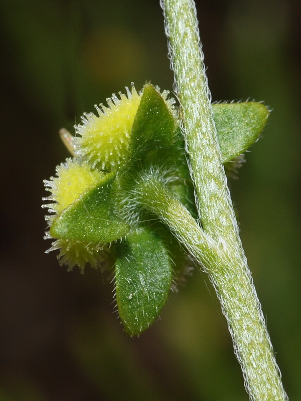 Cynoglossum pustulatum.14