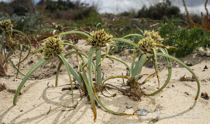 Cyperus capitatus.03