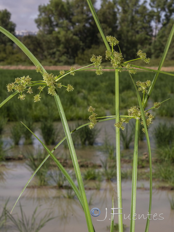 Cyperus difformis.02