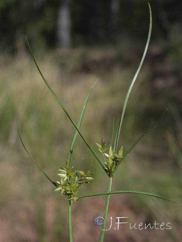 Cyperus flavescen.03