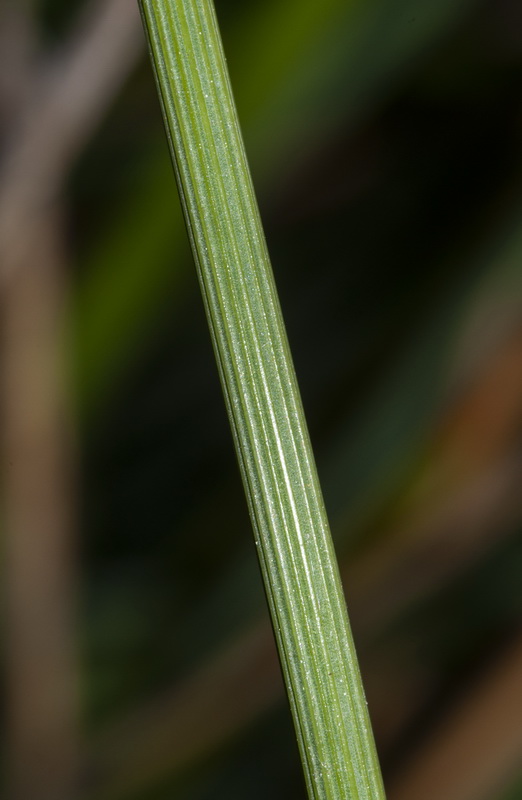 Cyperus longus.06