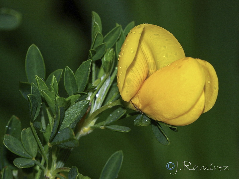 Cytisus arboreus baeticus.04