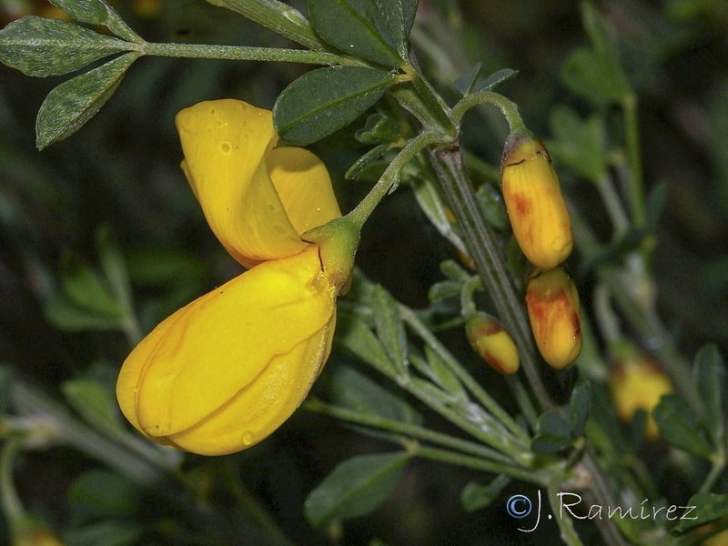 Cytisus arboreus baeticus.05