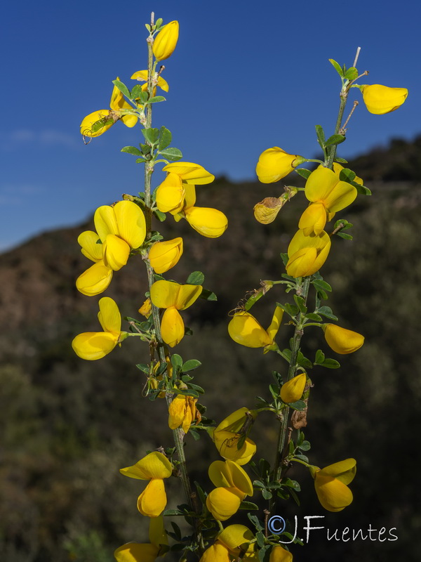 Cytisus arboreus subsp. catalaunicus