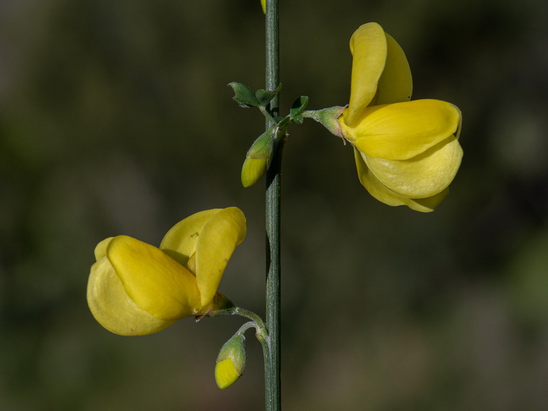 Cytisus arboreus catalaunicus.11