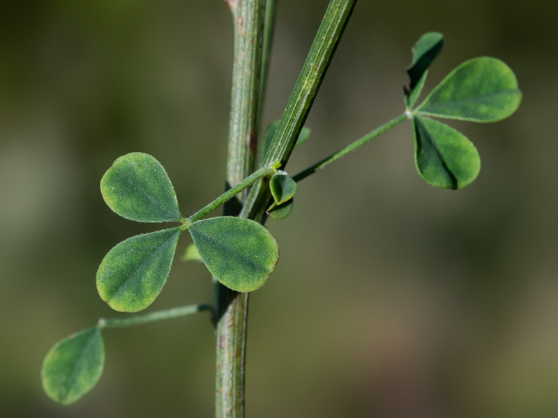 Cytisus arboreus catalaunicus.13