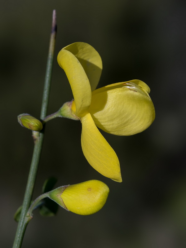 Cytisus arboreus catalaunicus.14