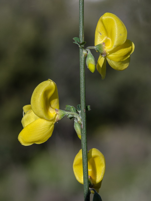 Cytisus arboreus catalaunicus.16