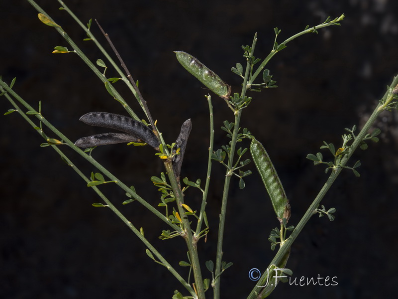 Cytisus arboreus catalaunicus.17