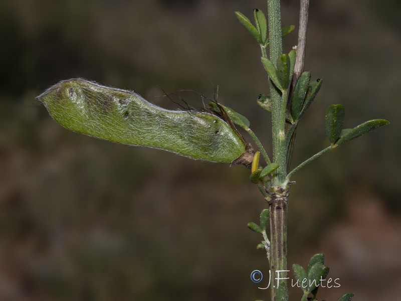 Cytisus arboreus catalaunicus.18