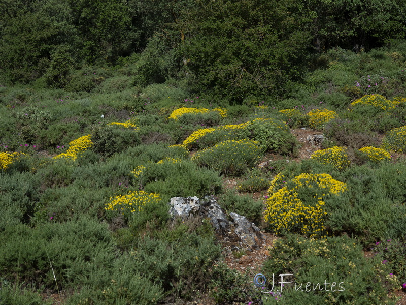 Cytisus fontanesii plumosus.08