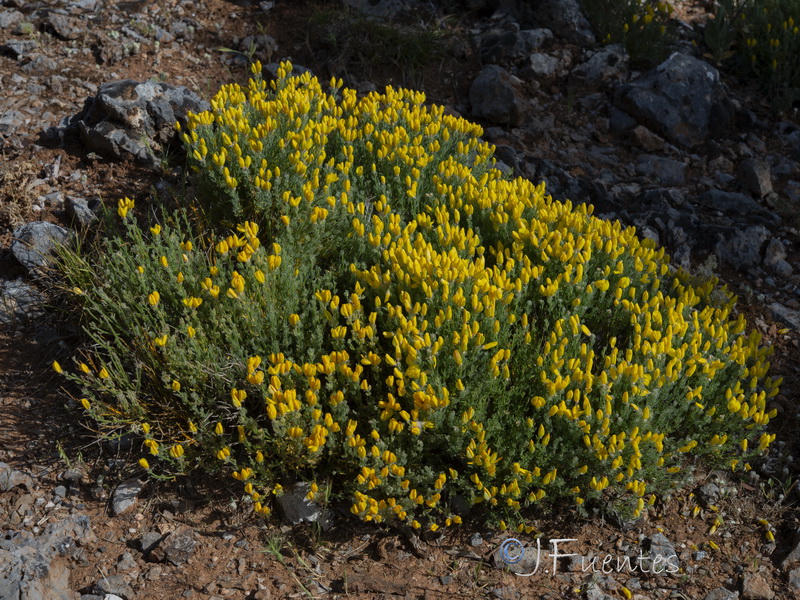 Cytisus fontanesii plumosus.01