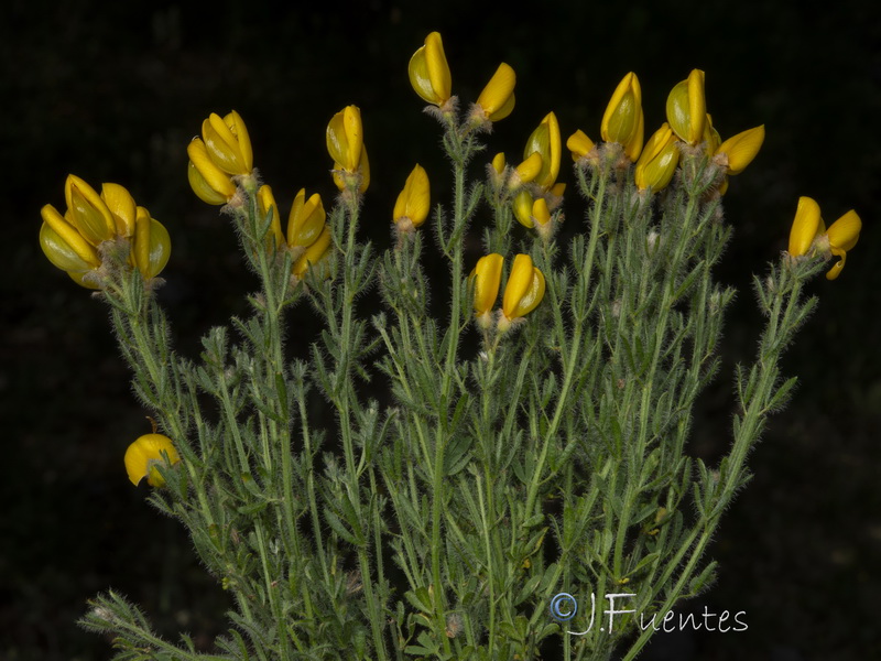 Cytisus fontanesii plumosus.10