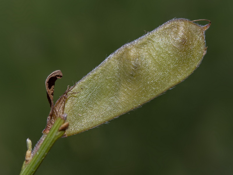 Cytisus galianoi.20