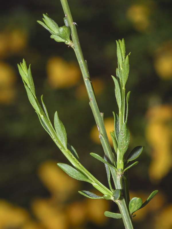 Cytisus scoparius reverchonii.06