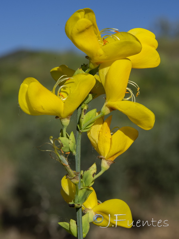 Cytisus scoparius scoparius.07