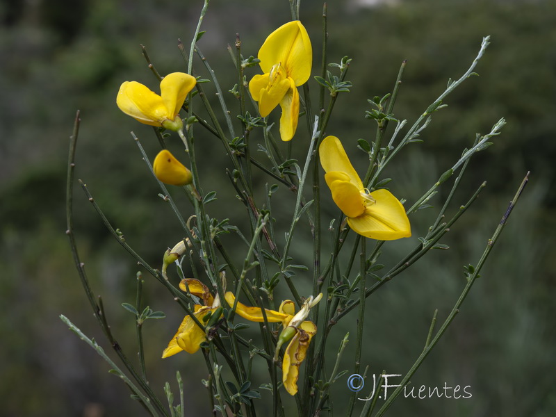 Cytisus striatus.06