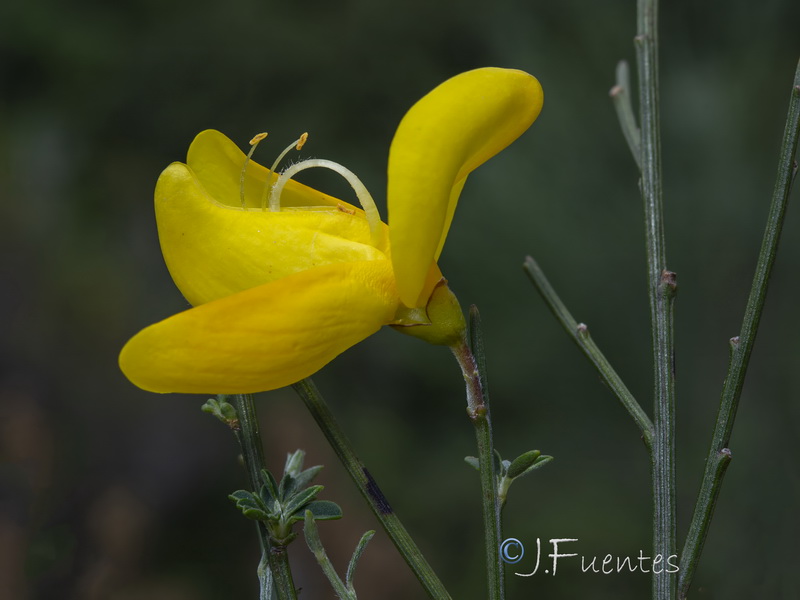 Cytisus striatus.37