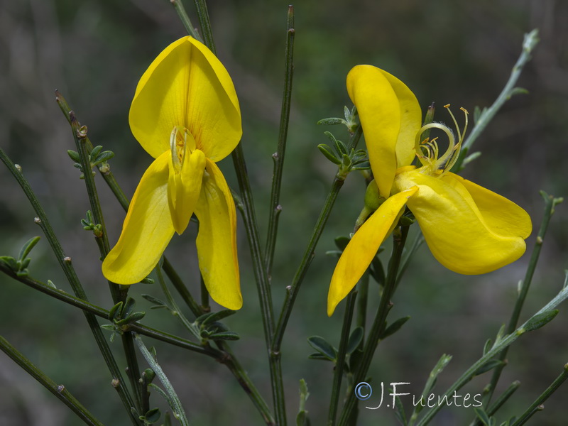 Cytisus striatus.08