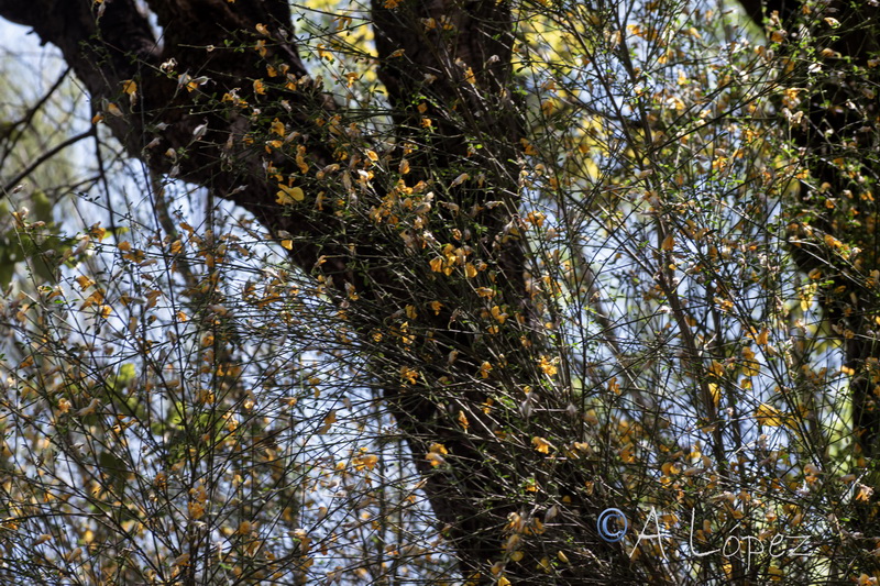 Cytisus striatus.35